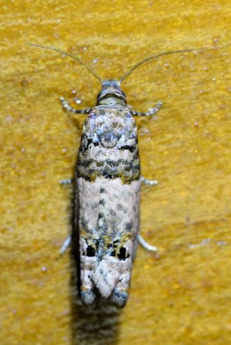 Réf. 329 978 : Notocelia incarnatana